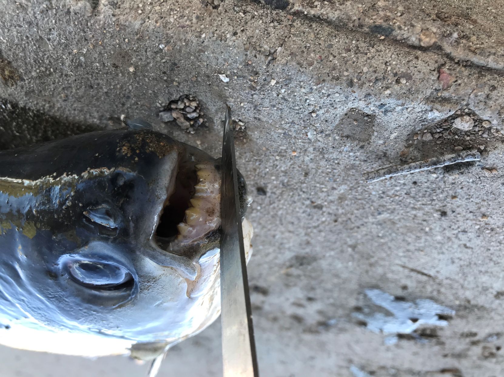 Teeth of a Pacu fish